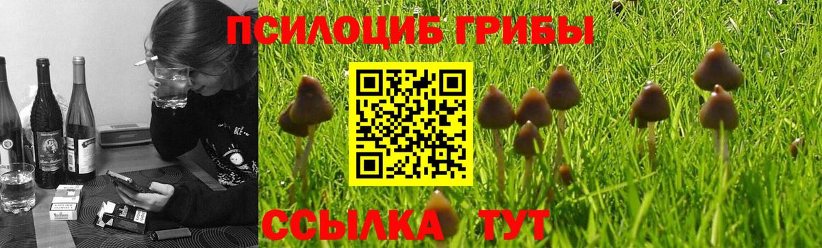 Псилоцибиновые грибы Cubensis Ялуторовск